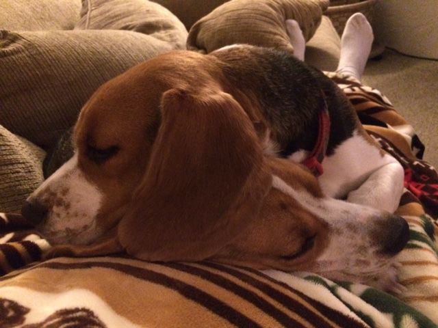 Pic of the Litter: Bleu Fir Forest Tucker